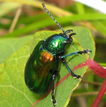 Famille Chrysomelidae: Chrysomle de l'apocin (Chrysochus auratus)